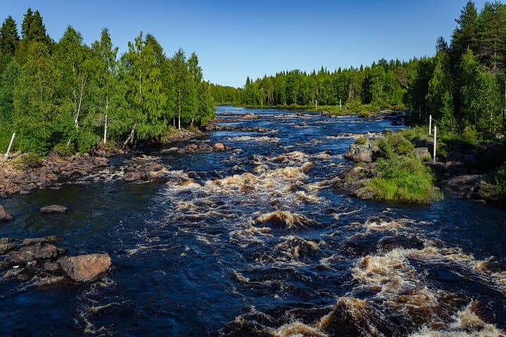 Guided Wilderness Hike in Rovaniemi — Explore Finnish Boreal Forests & Berry Trails photo 2