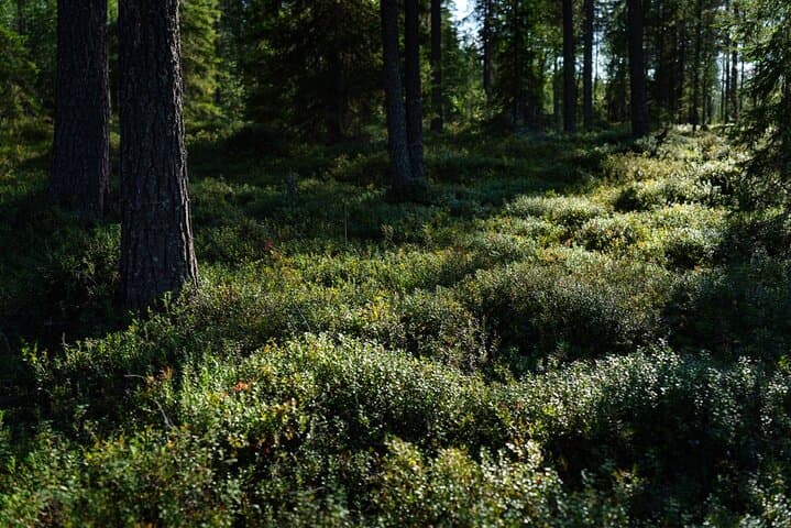 Guided Wilderness Hike in Rovaniemi — Explore Finnish Boreal Forests & Berry Trails photo 3