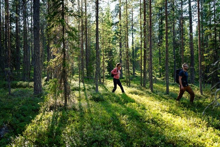 Guided Wilderness Hike in Rovaniemi — Explore Finnish Boreal Forests & Berry Trails photo 5