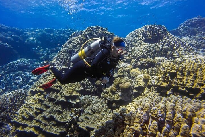 Two Red Sea Boat Dives from Hurghada — Full-Day Trip for Certified Divers photo 3