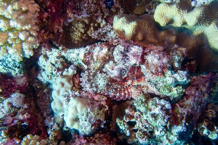 Two Red Sea Boat Dives from Hurghada — Full-Day Trip for Certified Divers photo 4
