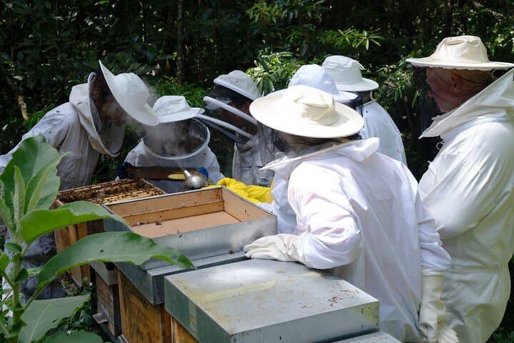 Beekeeping on São Miguel: Private Apiary Tour & Honey Tasting in the Azores photo 2