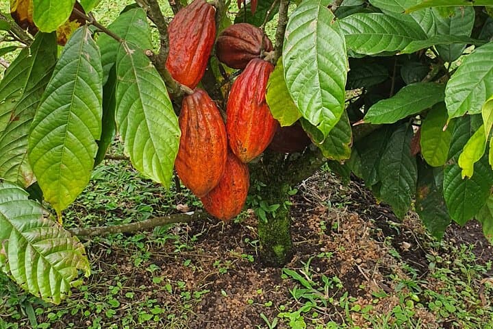 Hands-On Coffee & Chocolate Tour in Playas del Coco: Roaster Visit & Tastings