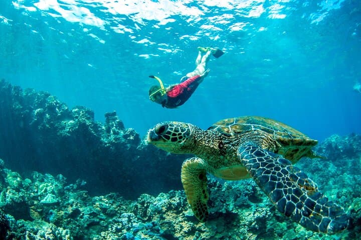 Afternoon Snorkel from Ka'anapali Beach — West Maui Turtle & Reef Trip