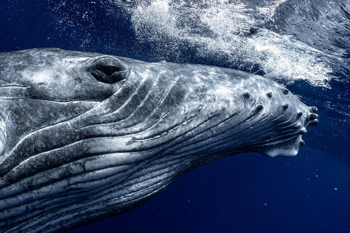 Private Half-Day Whale Watching in Moorea: Exclusive Marine Encounters