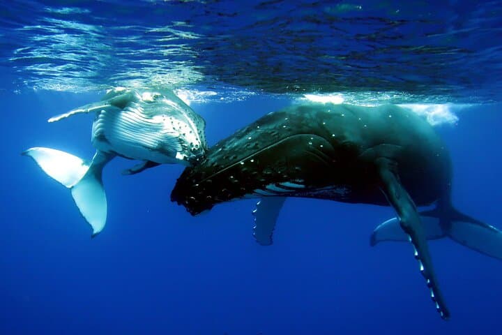 Private Half-Day Whale Watching in Moorea: Exclusive Marine Encounters photo 4