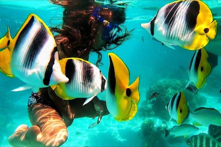 Half-Day Snorkeling Tour in Moorea — Guided Lagoon & Reef Wildlife Boat Trip photo 5