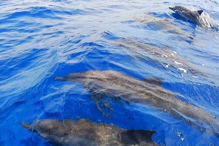 Private Moorea Sunset Cruise: Champagne, Snorkel & Canapés photo 4