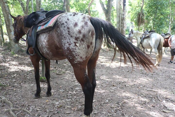 Horseback Riding to Big Rock Falls: Full-Day Tour from San Ignacio, Belize photo 3