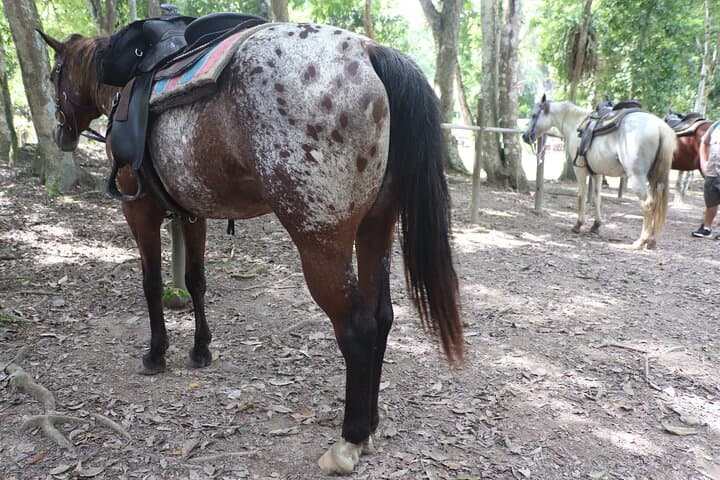 Jungle Farm Horseback Ride from San Ignacio: Savannah, Jungle & River Trails photo 5