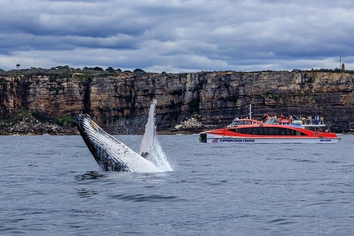 Sydney Whale Watching and Taronga Zoo Combo — Whale Cruise + Zoo Entry photo 3