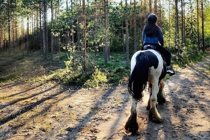 Horseback Riding Along the Kemijoki: 2.5-Hour Forest Ride from Rovaniemi photo 6