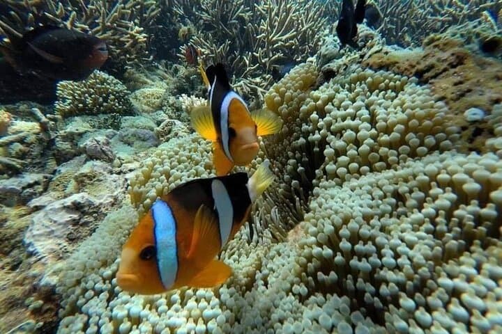 Blue Lagoon Private Snorkel: East Bali Reefs & Turtle Encounters photo 3