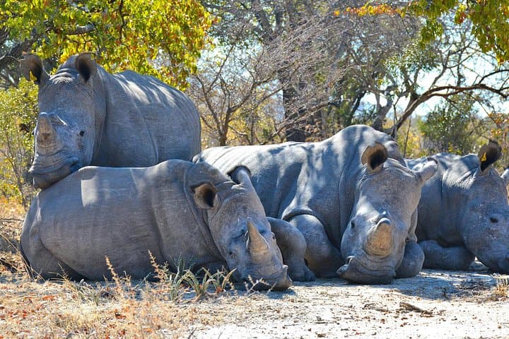 Full-Day Ol Pejeta Conservancy Safari from Nairobi: Rhinos, Chimpanzees & Equator Stop photo 2
