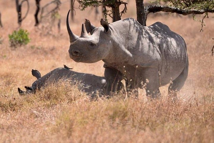 Full-Day Ol Pejeta Conservancy Safari from Nairobi: Rhinos, Chimpanzees & Equator Stop photo 4