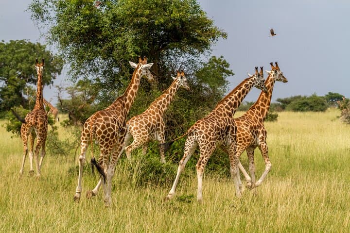 3-Day Kruger Safari from Johannesburg: Big Five at Balule Reserve photo 3