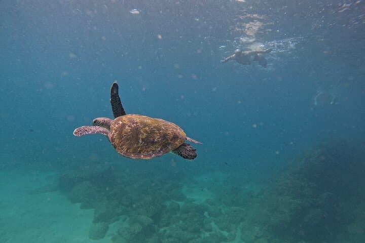 Snorkel with Turtles in Fujairah: Day Trip from Abu Dhabi with BBQ photo 5