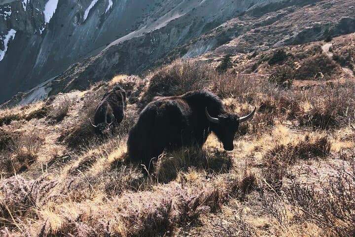 Private Guided Day Hike on the Annapurna Circuit