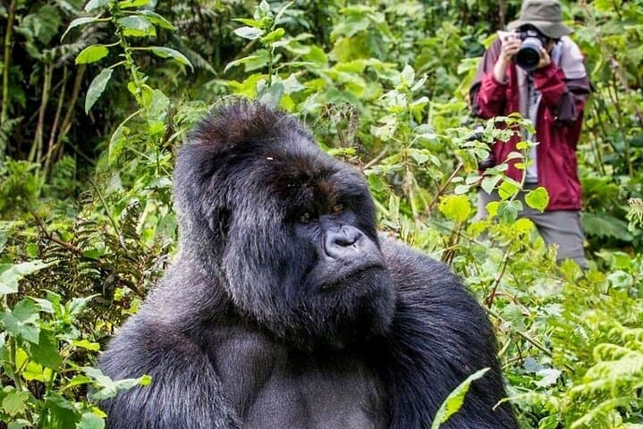 3-Day Private Gorilla Trekking in Bwindi National Park — Guided Tour from Kampala or Kigali photo 1
