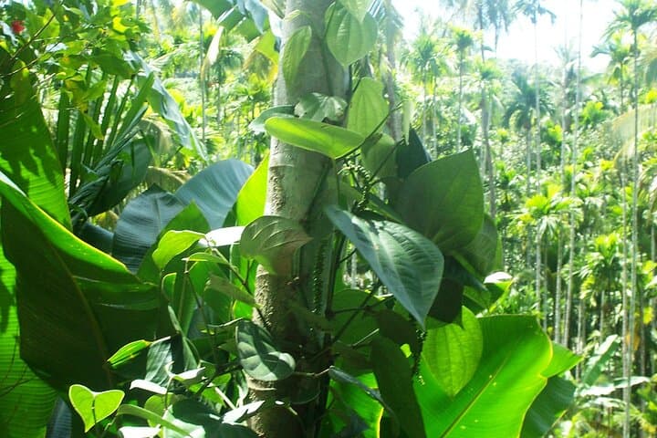 Old Goa Churches, Temples & Spice Plantation Day Tour with Goan Lunch photo 5