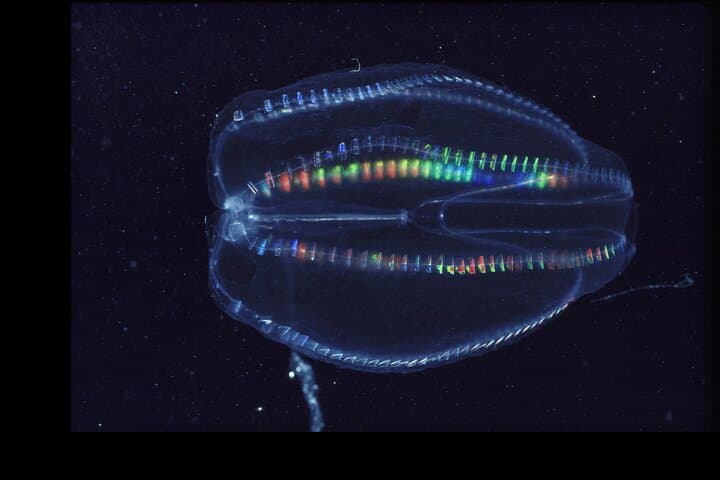 Cocoa Beach Comb Jelly Bioluminescence Clear Kayak Glow Tour