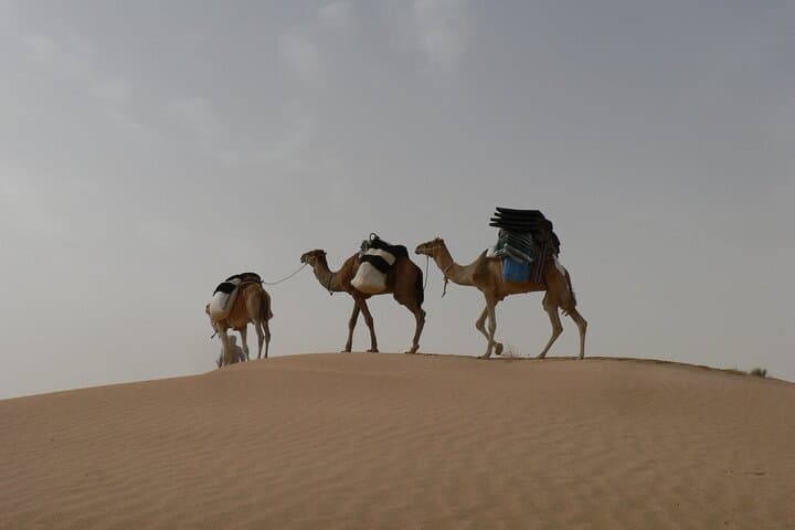2-Day Sahara Camel Trek from Douz: Overnight Dune Bivouac with Nomads