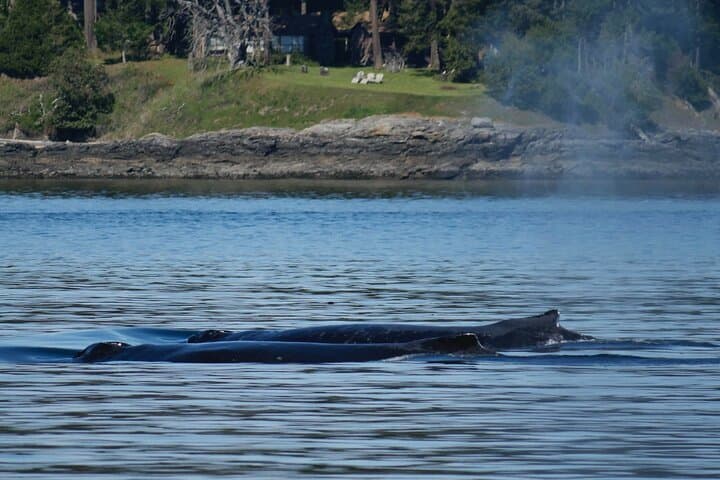 Victoria Zodiac Whale-Watching: High-Speed Salish Sea Wildlife Tour photo 6