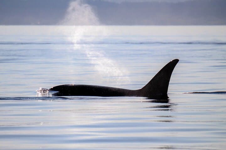 Sunset Zodiac Whale Watch: Fast-Boat Tour from Victoria, BC photo 2