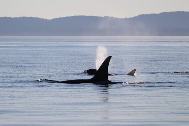 Sunset Zodiac Whale Watch: Fast-Boat Tour from Victoria, BC photo 3