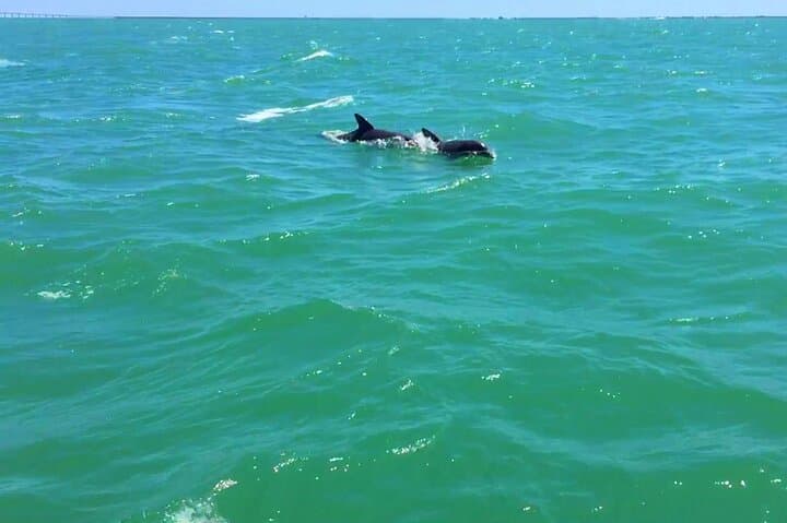 Dolphin Watching Boat Tour Around Anna Maria Island — Private 2-Hour Cruise photo 3