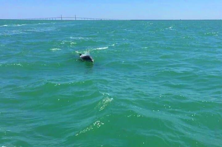 Dolphin Watching Boat Tour Around Anna Maria Island — Private 2-Hour Cruise photo 2