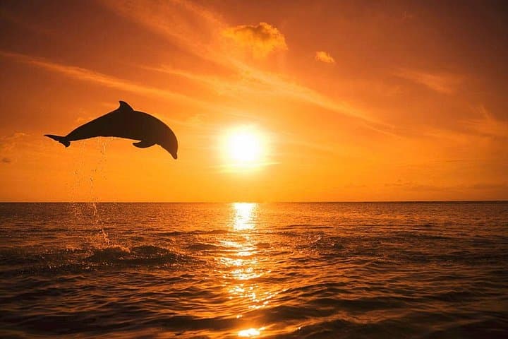 Dolphin Watching Boat Tour Around Anna Maria Island — Private 2-Hour Cruise photo 1