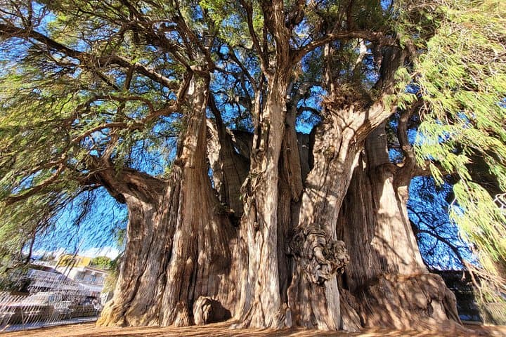 Bike Ride to El Tule — 20km Guided Ride from Oaxaca to the World's Widest Tree photo 3