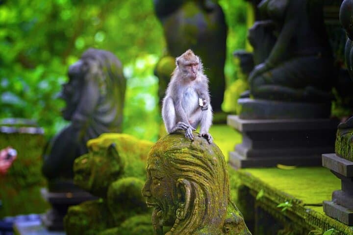 Ubud Day Tour: Waterfalls, Tegalalang Rice Terraces & Monkey Forest photo 2