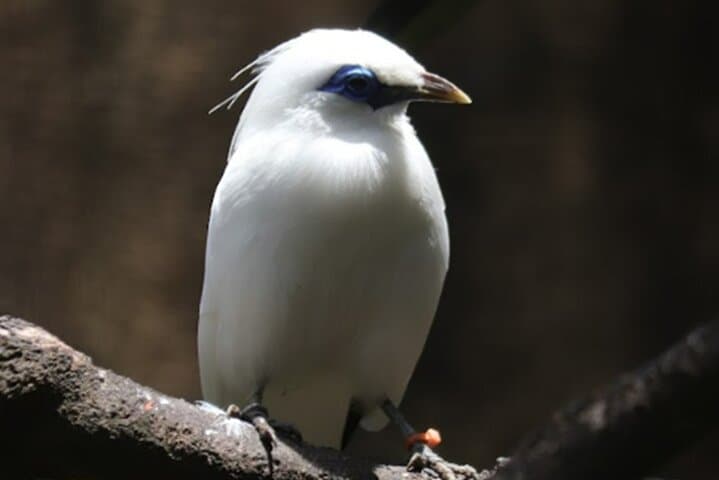 Bali Bird Park Entry: Walk Among 1,000 Birds Near Ubud photo 6