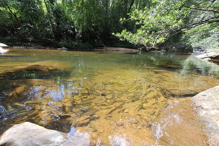 Sinharaja Rainforest Trip: Guided Day Hike in Sri Lanka’s UNESCO Forest photo 2