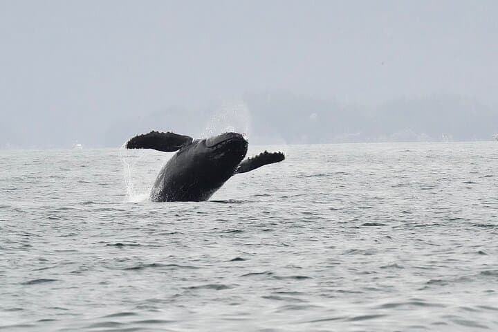 Sitka Whale Watching: Small-Boat Wildlife Adventure in Sitka Sound photo 2