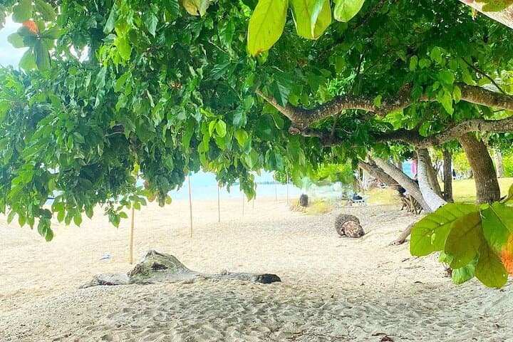 Private Island Hopping Cuatro Islas Leyte: Snorkel, Sandbars & Secluded Beaches photo 2