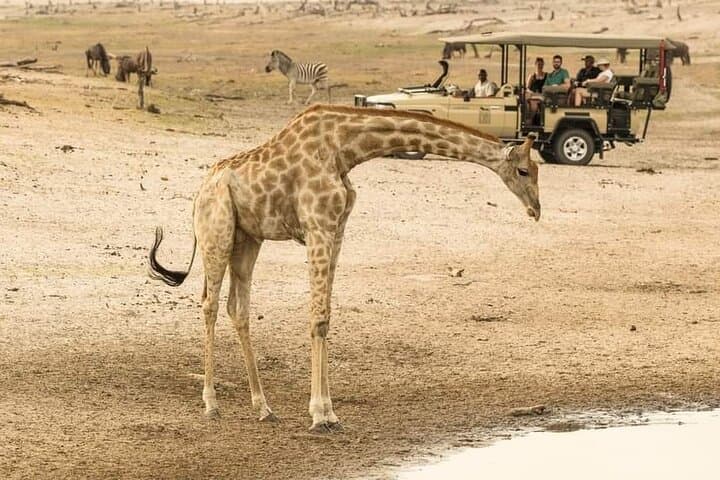 Game Drive and White Rhino Tracking in Mosi-oa-Tunya National Park photo 3