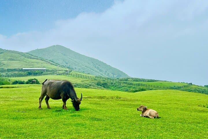 Yangmingshan & Beitou Private Day Tour from Taipei: Volcano Grasslands and Hot Springs photo 1