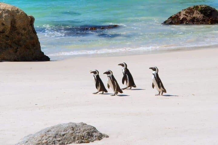 Experience the Six Wonders of Cape Town in 3 Days — Table Mountain, Robben Island & Winelands photo 3
