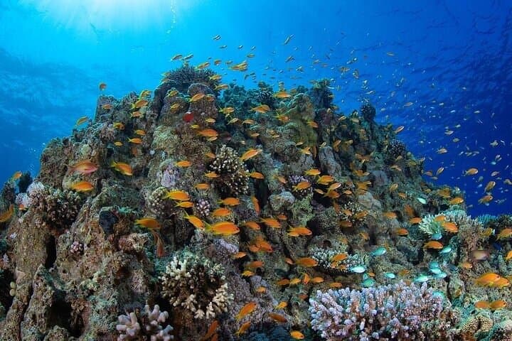Aqaba 2-Tank Boat Dive: Certified Diver Day Trip on the Red Sea photo 3