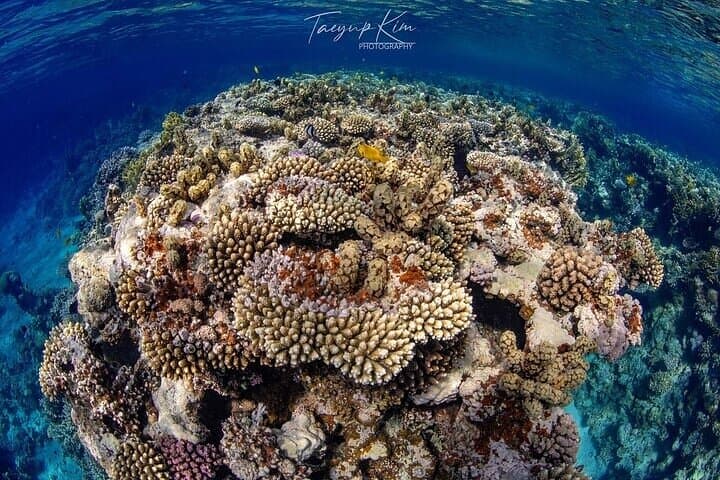 Aqaba 2-Tank Boat Dive: Certified Diver Day Trip on the Red Sea photo 5