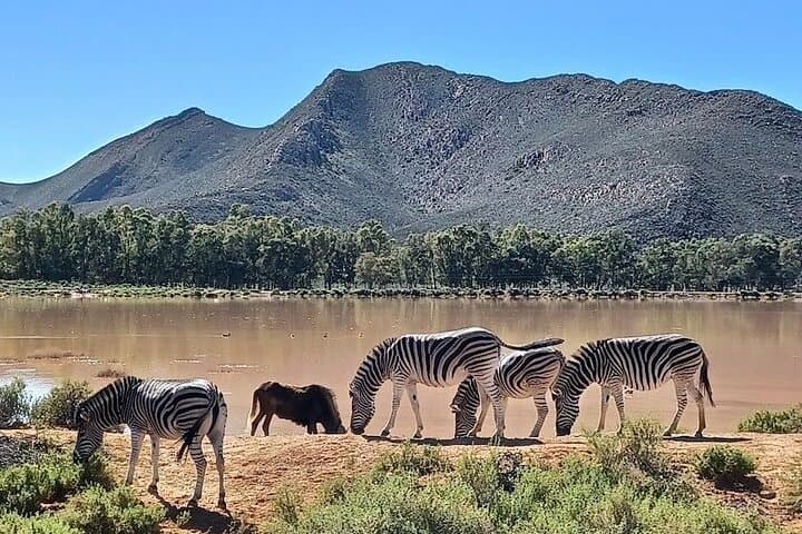 Sunset Big 5 Safari at Aquila with Wine Tasting from Cape Town photo 6