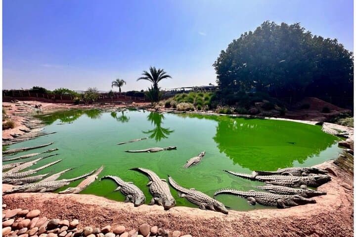 Marrakech to Agadir Day Trip: Crocoparc, Agadir Oufla & Beachfront Marina photo 4
