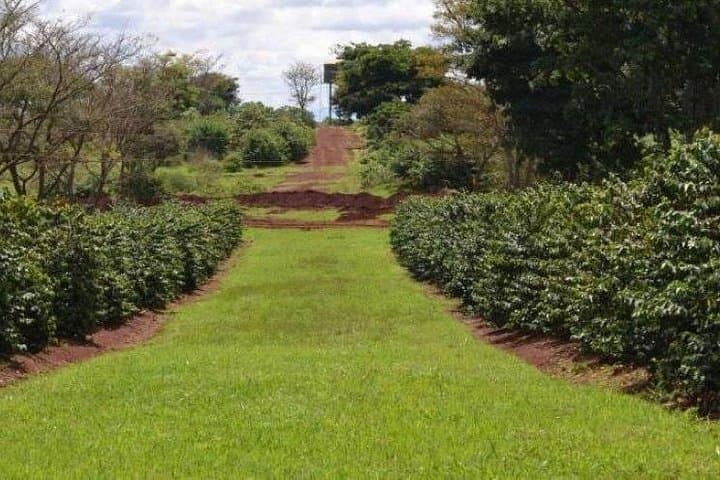 Fairview Coffee Farm Day Tour — Coffee Tasting & Plantation Visit Near Nairobi