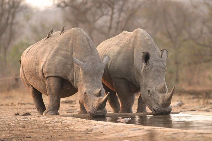5-Day Kruger National Park and Panorama Route Safari: Big 5 Game Drives photo 1
