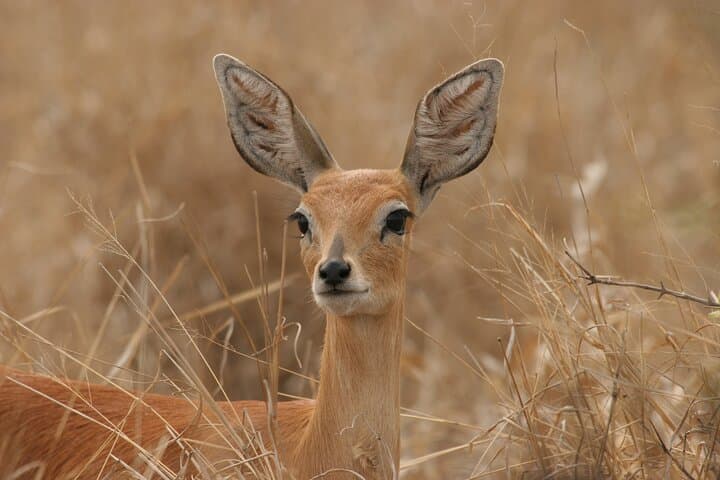 5-Day Kruger National Park and Panorama Route Safari: Big 5 Game Drives photo 3