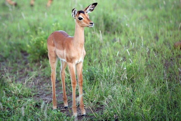 5-Day Kruger National Park and Panorama Route Safari: Big 5 Game Drives photo 4