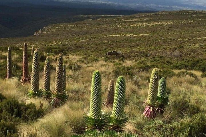 Day Hike on Mount Kenya via Naro Moru: Met Station to 3,800m photo 4